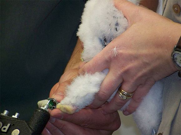 Peregrine Falcon (Falco peregrinus) chick
