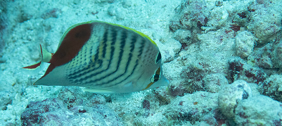 Eritrean butterflyfish or crown butterflyfish (Chaetodon paucifasciatus)
