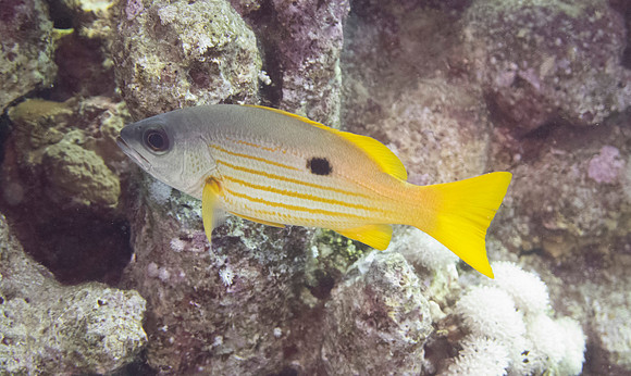 Bluestripe snapper, bluestripe sea perch or blue-line snapper, Lutjanus kasmira,