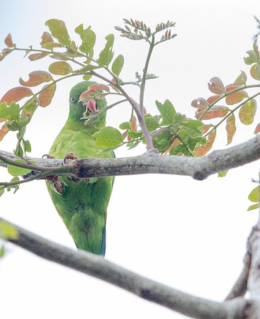Yellow-throated hanging parrot (Loriculus pusillus)