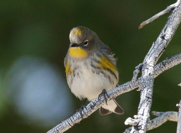 Audubon's Warbler (Dendroica coronata auduboni)