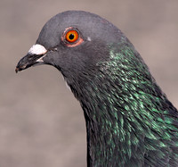 Rock Pigeon (Columba livia) also known as Rock Dove
