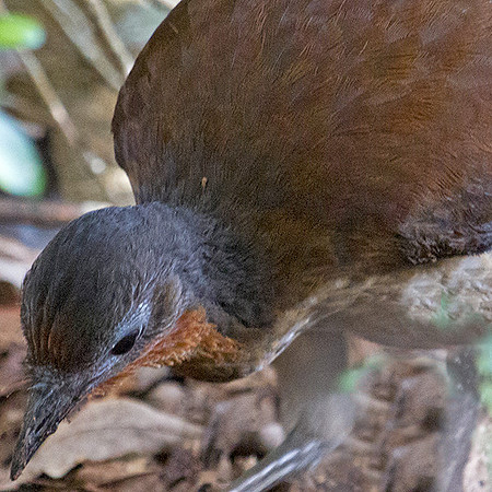 Superb lyrebird (Menura novaehollandiae)