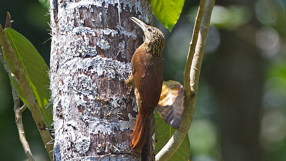 Elegant Woodcreeper (Xiphorhynchus elegans)