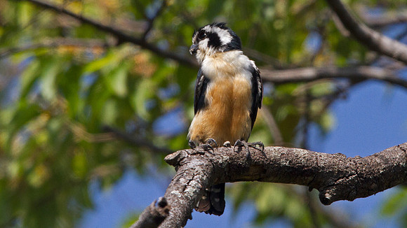 Black-thighed falconet (Microhierax fringillarius)