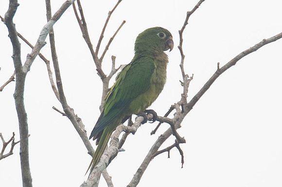 Olive-throated Parakeet (Aratinga nana)