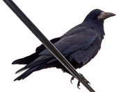 Rook (Corvus frugilegus)