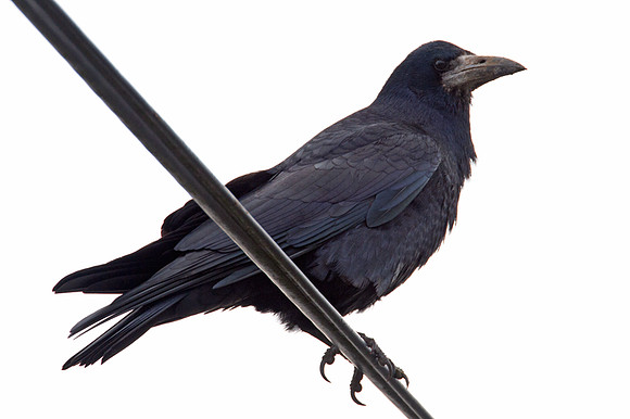 Rook (Corvus frugilegus)