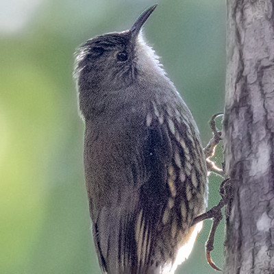 White-throated treecreeper (Cormobates leucophaea)