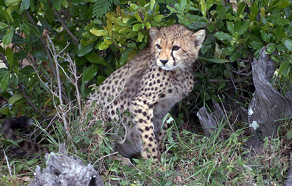 1988 Africa cheetah cub img436