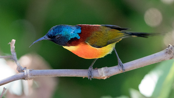 Green-tailed sunbird (Aethopyga nipalensis) Male