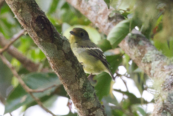 Wing-barred Piprites (Piprites chloris)