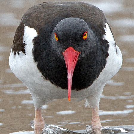 American Oystercatcher (Haematopus palliatus)
