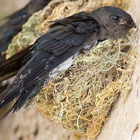 Bornean Swiftlet (Collocalia dodgei)
