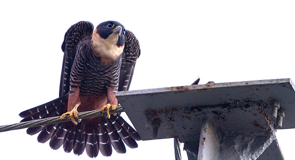 Bat Falcon (Falco rufigularis)