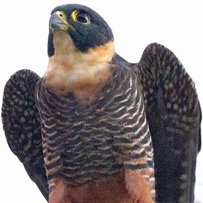 Bat Falcon (Falco rufigularis)