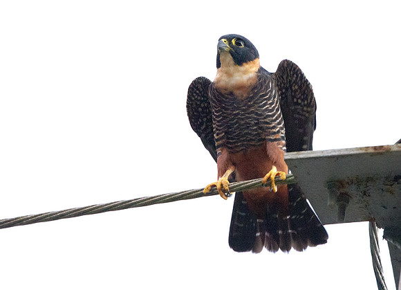 Bat Falcon (Falco rufigularis)