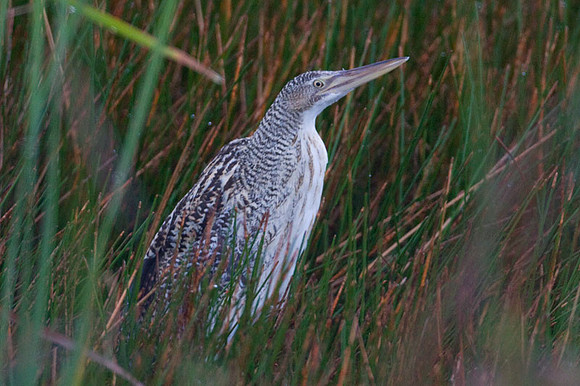Pinnated Bittern (Botaurus pinnatus) also known as South American Bittern