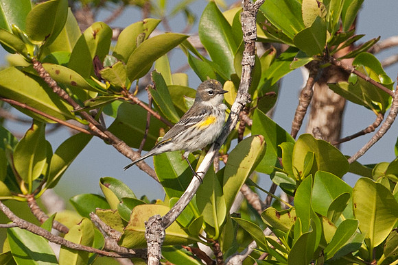 Yellow-rumped Warbler (Dendroica coronata)