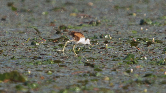 Lesser Jacana (Microparra capensis)