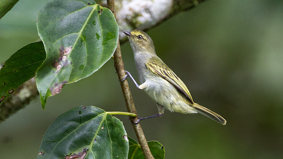 Golden-faced Tyrannulet, Choco (Zimmerius chrysops)