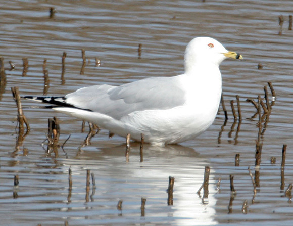 Ring-billed Gull (Larus delawarensis)