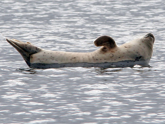 Harbor Seal (Phoca vitulina)