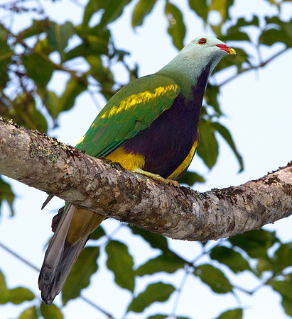 Wompoo fruit dove (Ptilinopus magnificus)