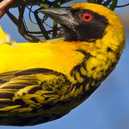 Village Weaver (Ploceus cucullatus)
