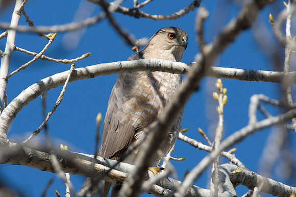 Sharp-shinned Hawk (Accipiter striatus)
