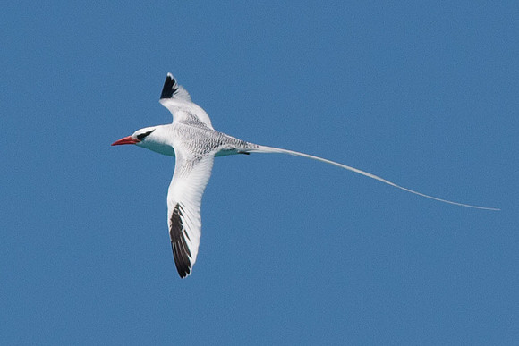Red-billed Tropicbird (Phaethon aethereus)