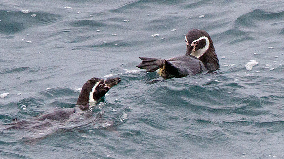 Humboldt Penguin (Spheniscus humboldti)