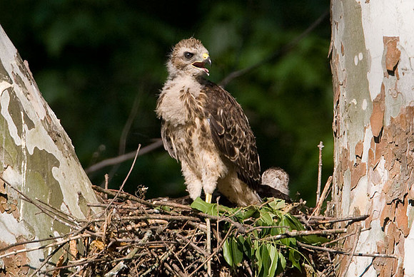 Red-shouldered Hawk (Buteo lineatus) juvenile