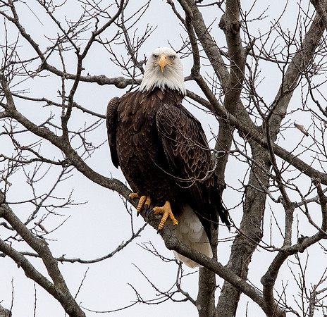 Bald eagle (Haliaeetus leucocephalus)