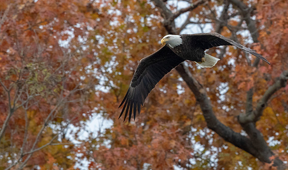 Bald eagle (Haliaeetus leucocephalus)