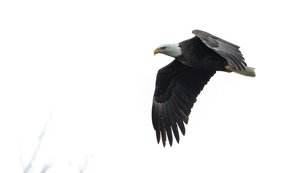 Bald eagle (Haliaeetus leucocephalus)