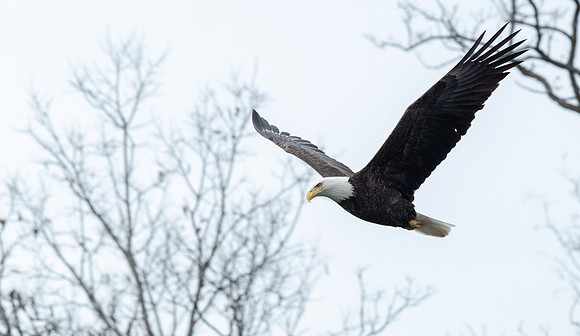 Bald eagle (Haliaeetus leucocephalus)