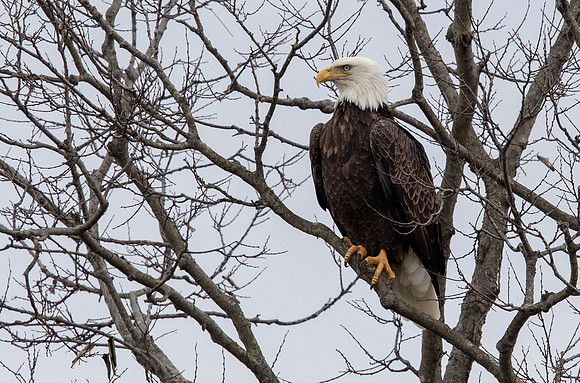 Bald eagle (Haliaeetus leucocephalus)
