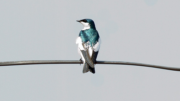White-winged Swallow (Tachycineta albiventer)