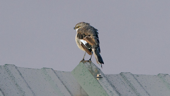 Northern Mockingbird (Mimus polyglottos)