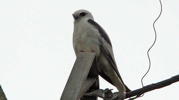 Black-shouldered Kite (Elanus axillaris) also known as Australian Black-shouldered Kite