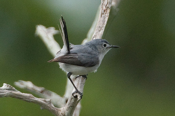 Blue-gray Gnatcatcher (Polioptila caerulea)