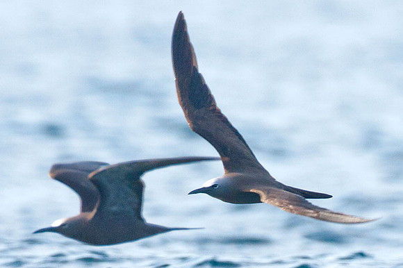Brown Noddy (Anous stolidus) also known as Common Noddy