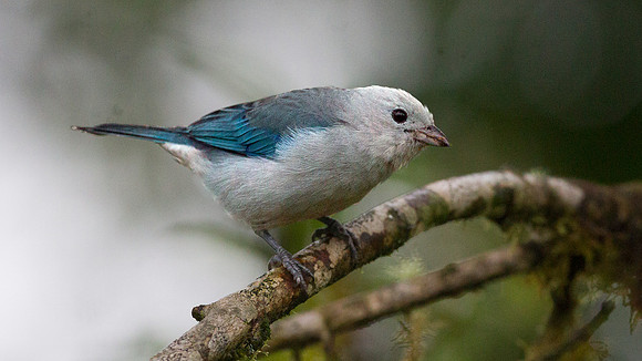 Blue-grey Tanager (Thraupis episcopus)