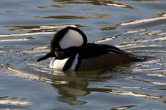 Hooded Merganser (Lophodytes cucullatus) male