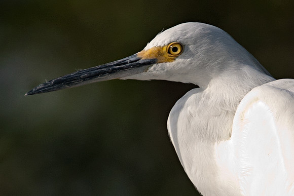Snowy Egret (Egretta thula)