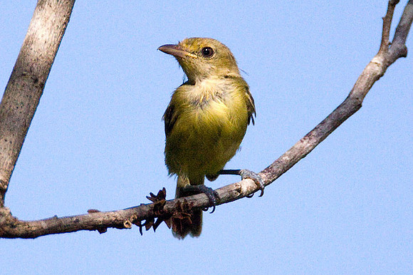 Mangrove Vireo (Vireo pallens)