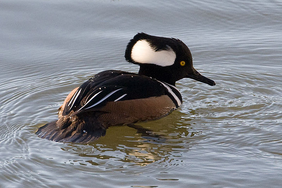 Hooded Merganser (Lophodytes cucullatus) male