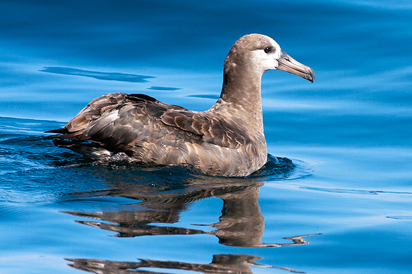Black-footed Albatross (Phoebastria nigripes)
