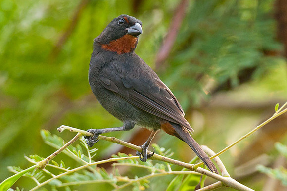 Lesser Antillean Bullfinch (Loxigilla noctis)